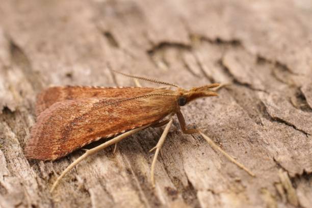 istock Closeup on the brown colroed Long-legged Tabby moth, Synaphe punctalis 1417582882