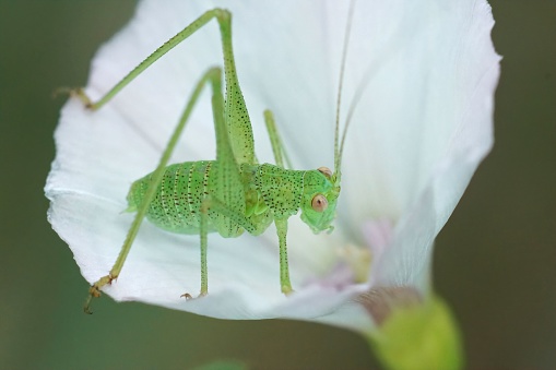 Closeup on a nymph of the green sickle-bearing bush-cricket, Phaneroptera falcata sitting on white Convulvulus arvensis flower