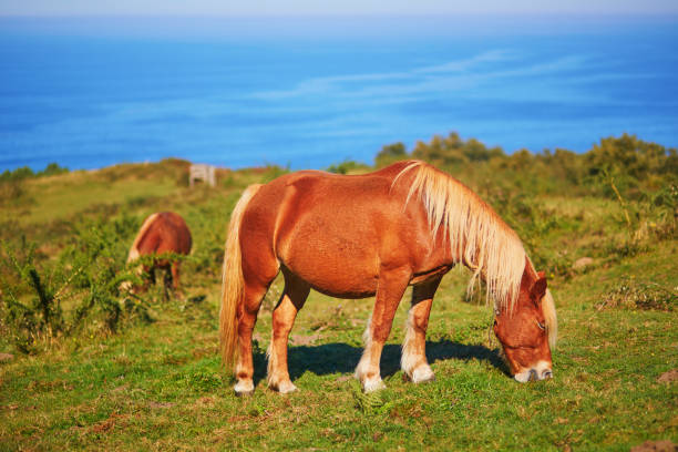 Horses grazing on a meadow in Basque Country, Spain
