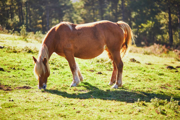 istock Horses grazing on meadow in Basque Country, Spain 1417583746