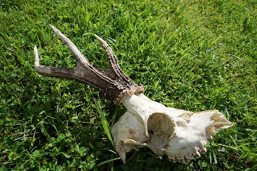A skull of a male roe deer on the grass brought by dogs from the forest