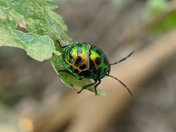 istock Closeup shot of a green beetle on a leaf 1417585532