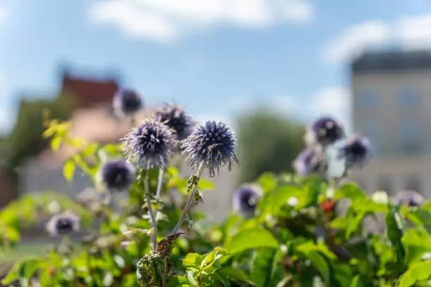 A selective focus shot of blue globe-thistles