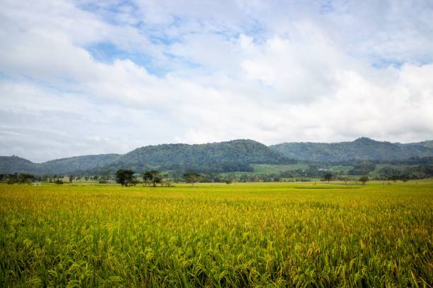 istock Beautiful landscape with a vast meadow and forested mountain under a cloudy sky 1417586610