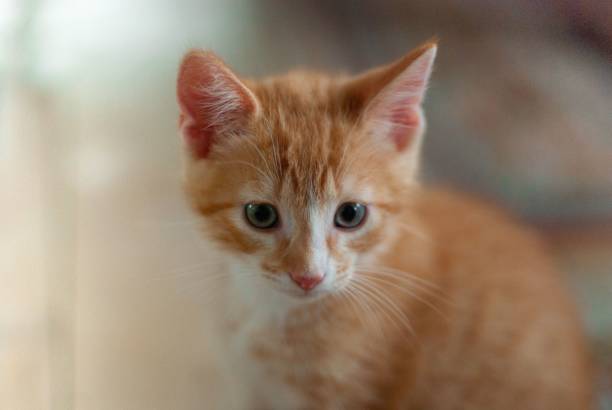 istock Selective focus shot of a ginger cat sitting on the floor 1417586684