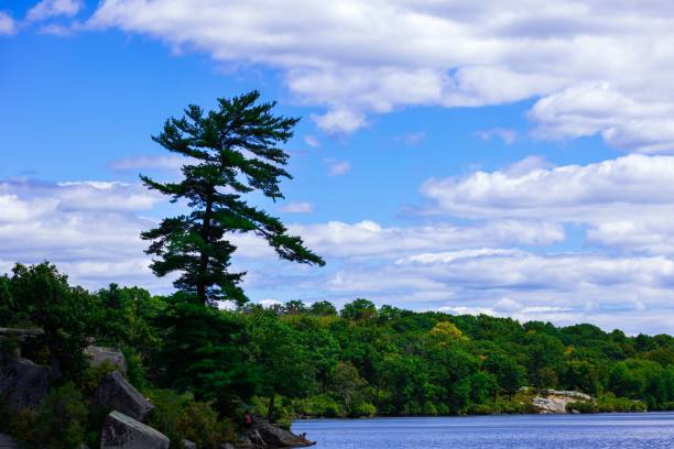 istock Lone tree stands out in front of white clouds and a blue sky 1417586737