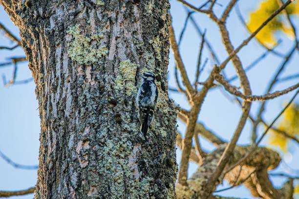 istock Woodpecker pecking at a tree for worms 1417586747