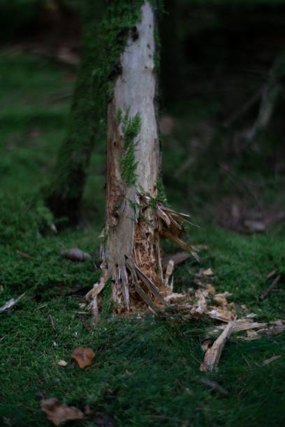istock Vertical shot of wood chips from a broken tree trunk in a forest 1417586762