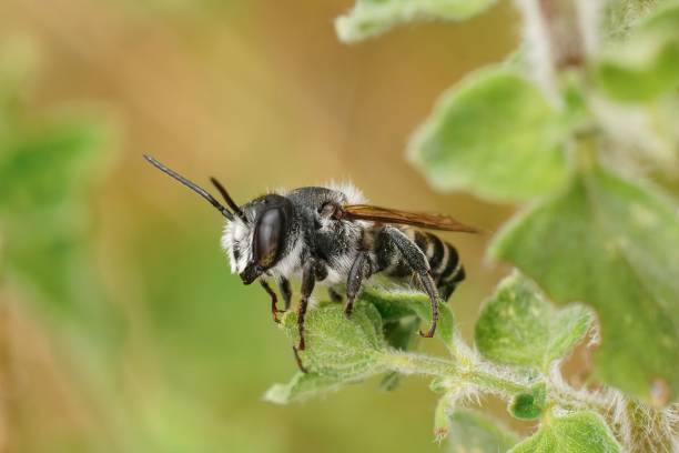 istock Closeup on a small black and white mediterranean male leafcutter bee, Megachile octosignata 1417587008
