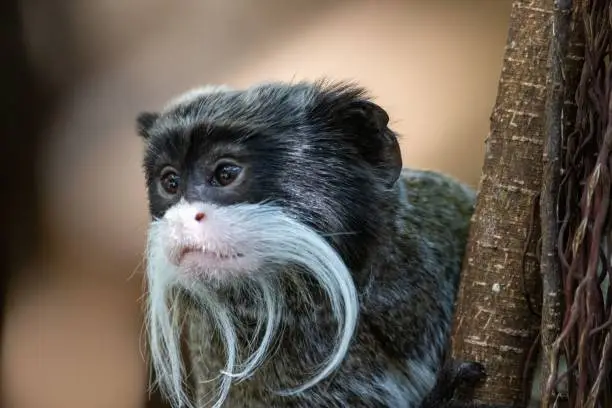 Kaiserschnurrbarttamarin Caesarean tamarin Saguinus imperator emperor tamarin at the zoo Bern Switzerland