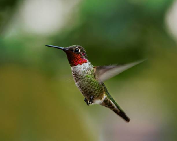 istock Beautiful shot of a Hummingbird in flight 1417587724