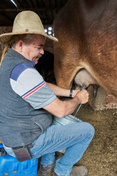 istock Experienced dairy farmer man milking a cow for 1417588039