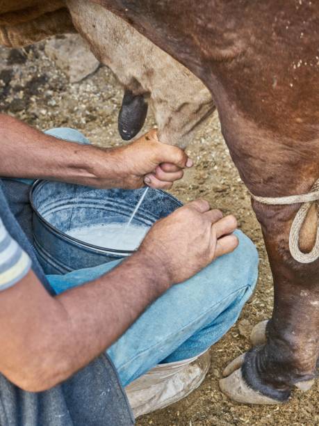istock An experienced dairy farmer man milking a cow for milk 1417588040