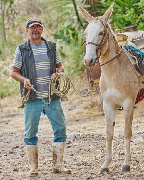istock Farmer man posing with a horse flipping on camera rural 1417588099