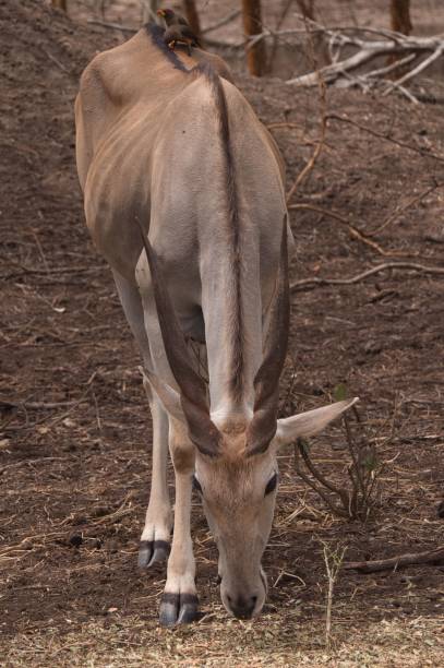 istock Yellow billed oxpecker on giraffe 1417588160