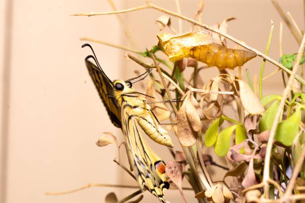 istock Butterfly with its cocoon. Papilio machaon. Yellow exotic butterfly born 1417588292