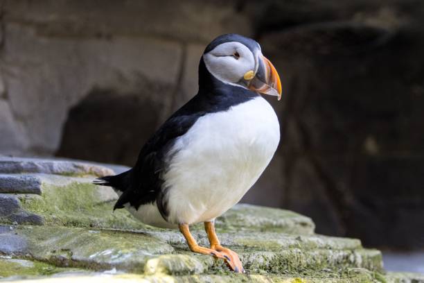 istock Funny puffin that didn't quite know whether to take off or not 1417588399