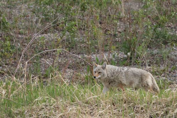 istock A coyote looks for something 1417588560