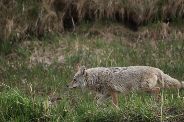 istock A coyote looks for something 1417588567