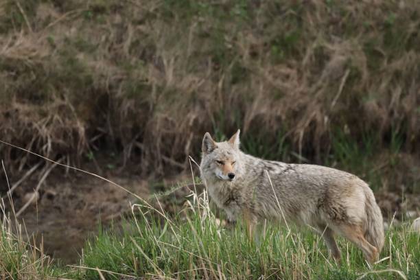 istock A coyote looks for something 1417588572