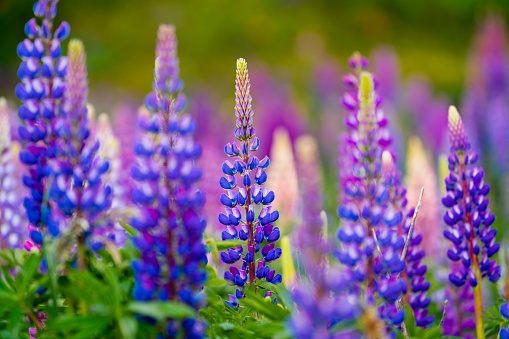 Blooming lupine flowers at Volcan Osorno. Lupine field. Colorful lupinus of pink, violet, blue, white, yellow. cloudy daylight. Lupine in full bloom.