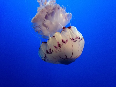 A closeup of Chrysaora colorata, commonly known as the purple-striped jelly.