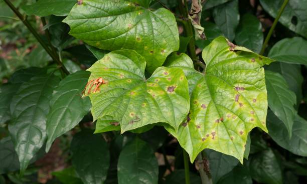 istock Trees and Green Leaves  in  Rain Forest 1417590785