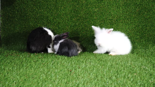 Group of adorable little white and black rabbit with book sitting on artificial green grass. Newborn fluffy bunny cute on the claws. Easter animal concept.