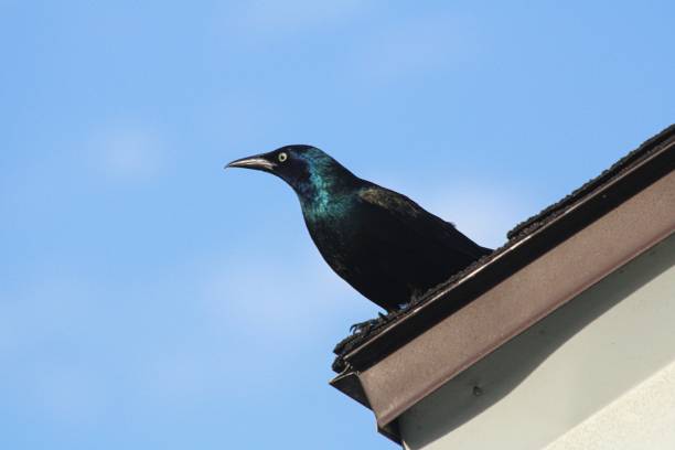 istock Low-angle shot of a common black grackle perched on the rooftop 1417591074
