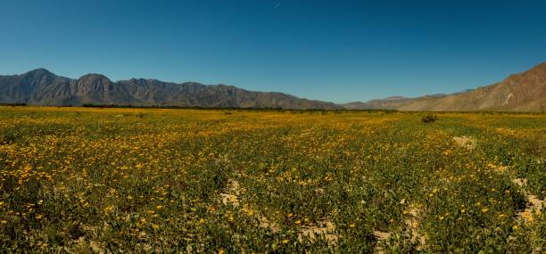 istock Flowers on a field with mountains in a backgroud 1417591464