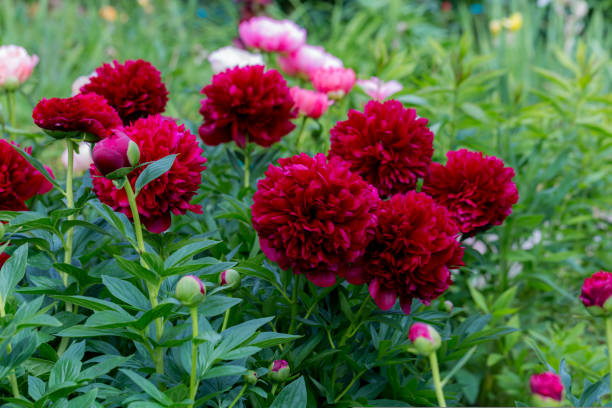 istock Paeonia Command Performance flowers in garden 1417591509