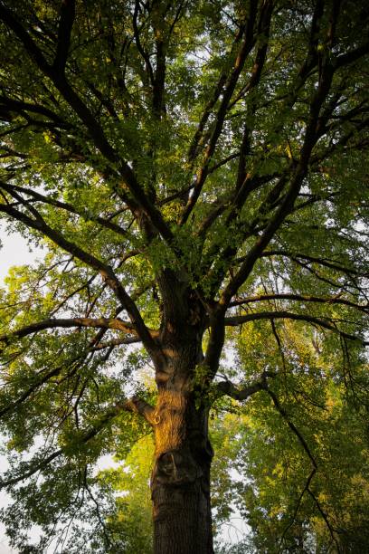 istock Vertical shot of an old tree with green leaves on branches 1417591514