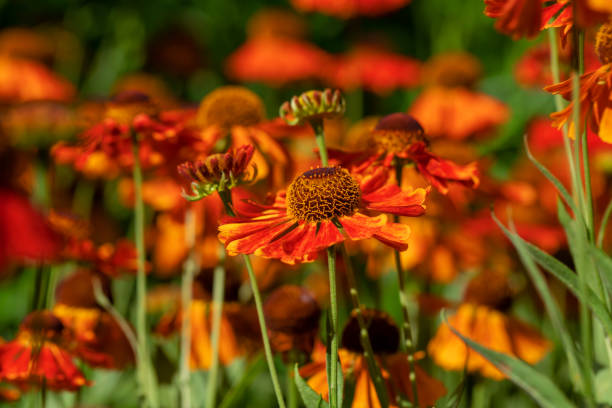 istock Beautiful autumn orange flowers. 1417592918
