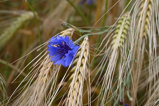 A closeup of a blue cornflower in the wheat field