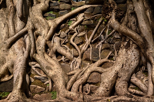 An amazing pattern of tree roots growing in the rock wall