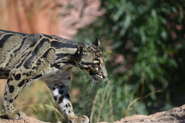 istock Clouded leopard walking on rocks in a zoo in daylight 1417594429
