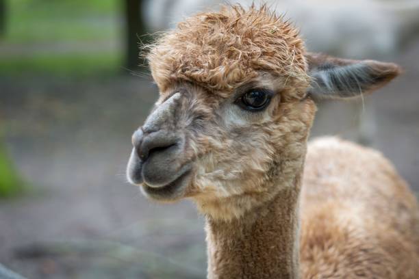 istock Closeup of a brown Alpaca 1417594528