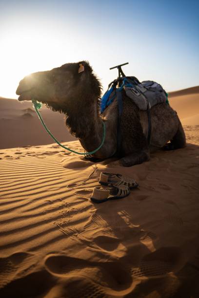 istock Vertical shot of camel lying in Sahara desert 1417594678