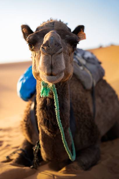 istock Vertical shot of camel lying in Sahara desert 1417594683