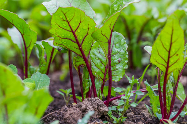 istock Young, sprouted beet growing in open ground flat bed into the garden. Growing vegetables at home. 1417594733
