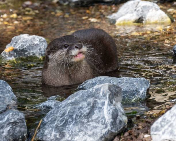 istock Selective focus shot of an Otter in a river 1417594906
