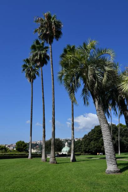 istock The Capodimonte wood in Naples, Italy. 1417595330