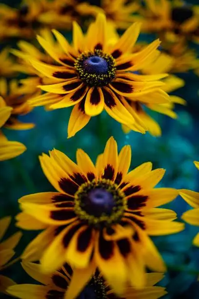 Yellow flowers grown in garden