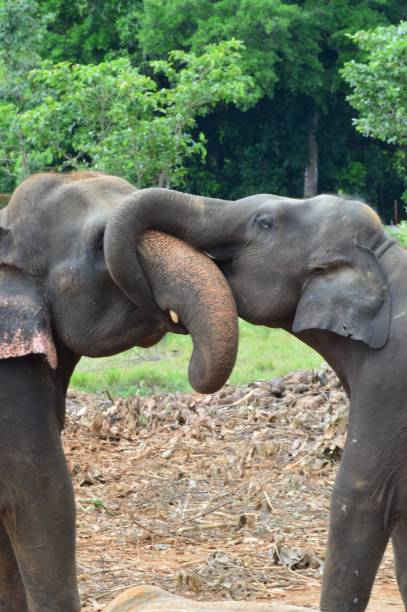 istock Elephants in Sri Lanka 1417595566