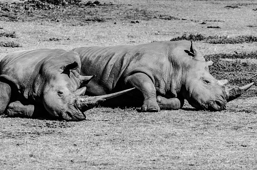 A closeup grayscale shot of two rhinos lying down next to each other on the ground