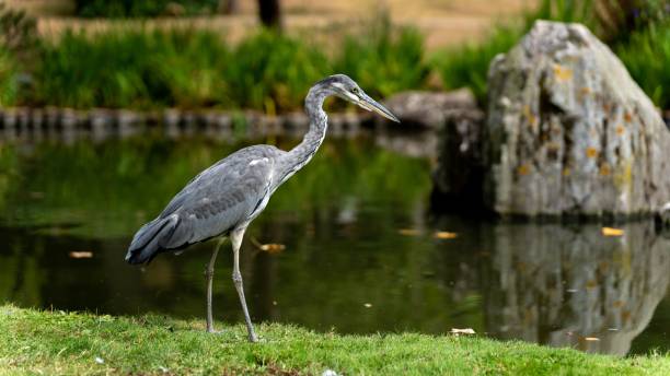 istock The Watchful Grey Heron 1417596447