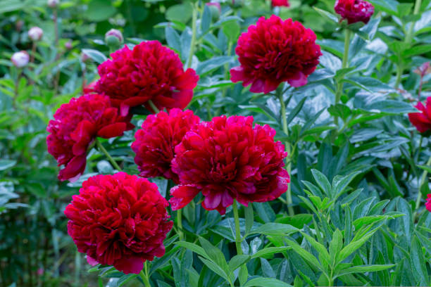 istock Red Peony albiflora. Paeonia officinalis Command Performance in the garden 1417596666