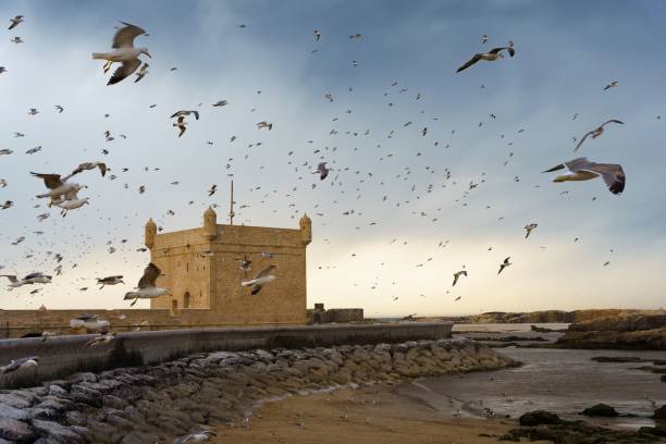 istock Skala Du Port building surrounded with flying seagulls against a beautiful gradient sky 1417597093