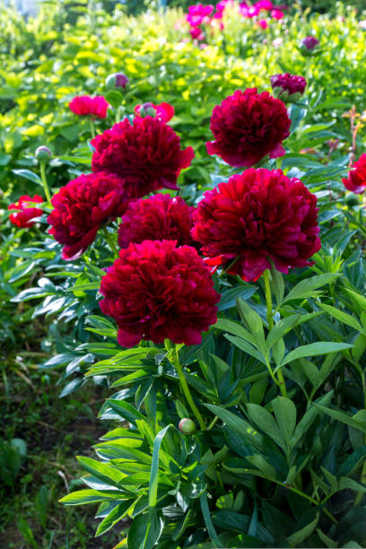 istock Red Peony albiflora. Paeonia officinalis Command Performance in the garden 1417597885