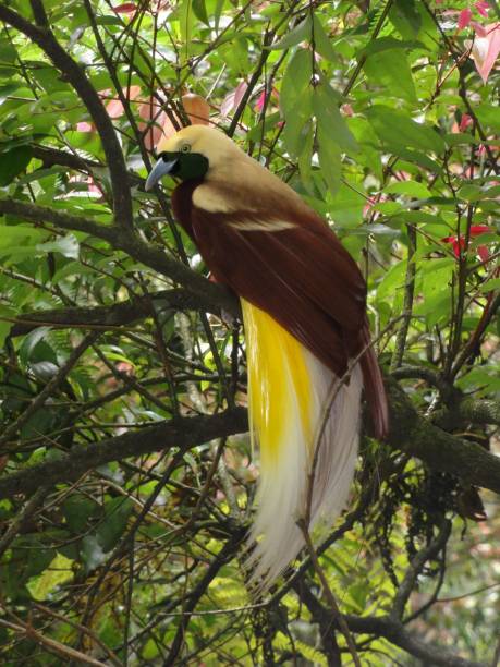 vertical closeup of a lesser bird-of-paradise perched on a tree branch - tail feather imagens e fotografias de stock
